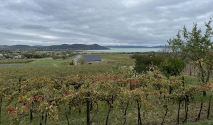 Weinberge vom Weingut Zoltán Kecze